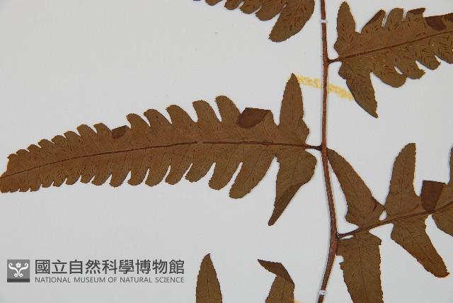 過溝菜蕨藏品圖，第4張