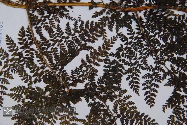 稀子蕨藏品圖，第5張