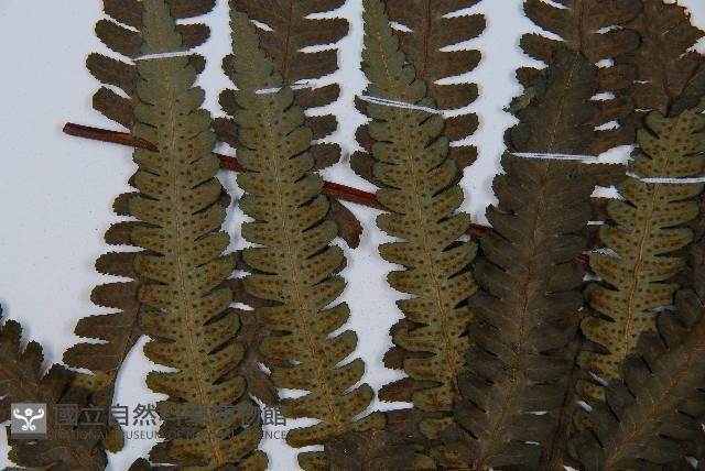 韓氏黑桫欏藏品圖，第5張