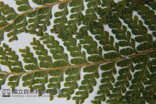 毛囊鱗蓋蕨藏品圖，第5張