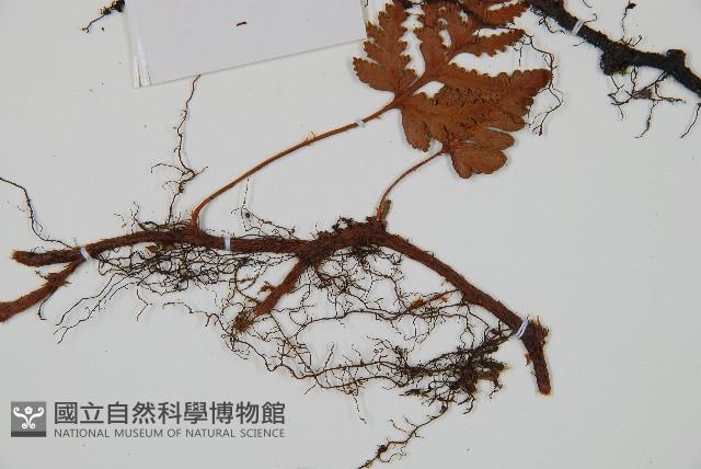 陰石蕨藏品圖，第5張