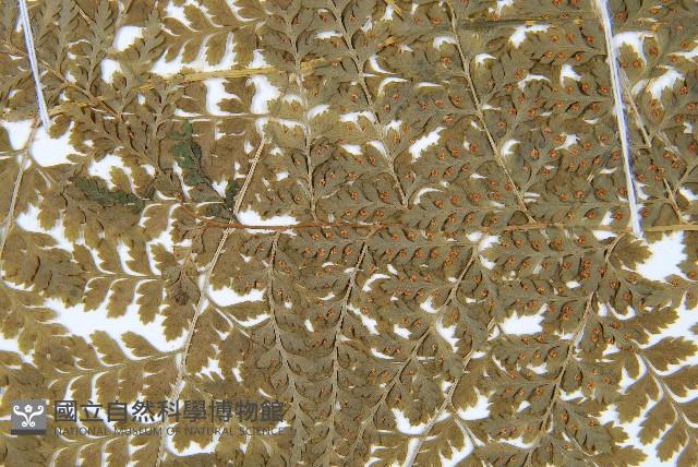 登錄號:P006264藏品圖，第5張