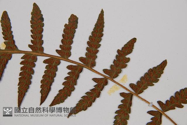 假蹄蓋蕨、東洋蹄蓋蕨藏品圖，第5張