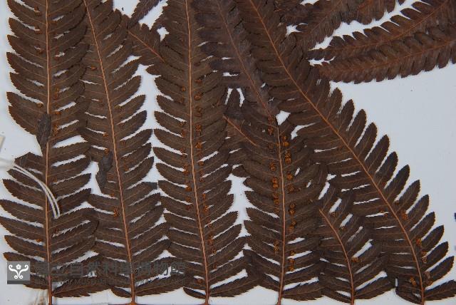 金狗毛蕨藏品圖，第5張