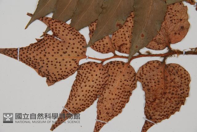 全緣貫眾蕨藏品圖，第4張