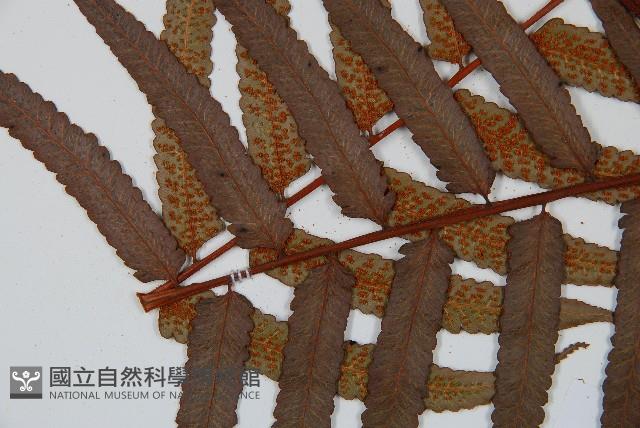 黑桫蕨藏品圖，第5張