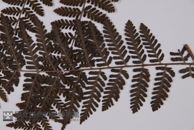 白鱗肋毛蕨藏品圖，第5張