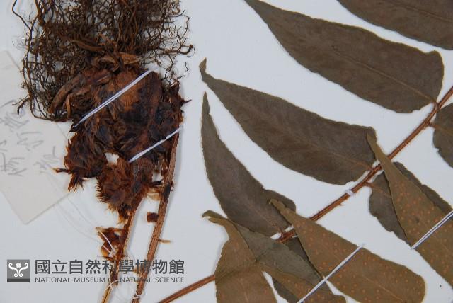 貫眾蕨藏品圖，第5張