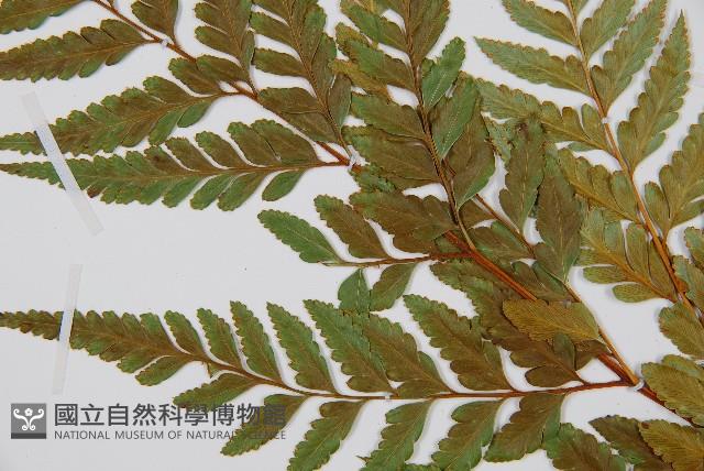 闊葉骨碎補藏品圖，第5張