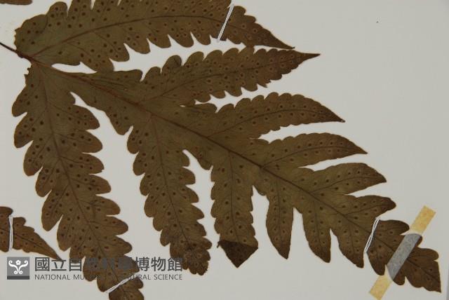 陰地三叉蕨藏品圖，第5張