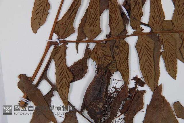 楔羽短腸蕨藏品圖，第5張