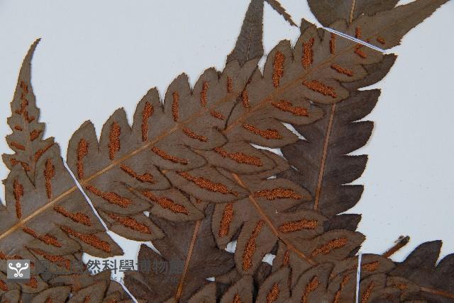 日本狗脊蕨藏品圖，第5張