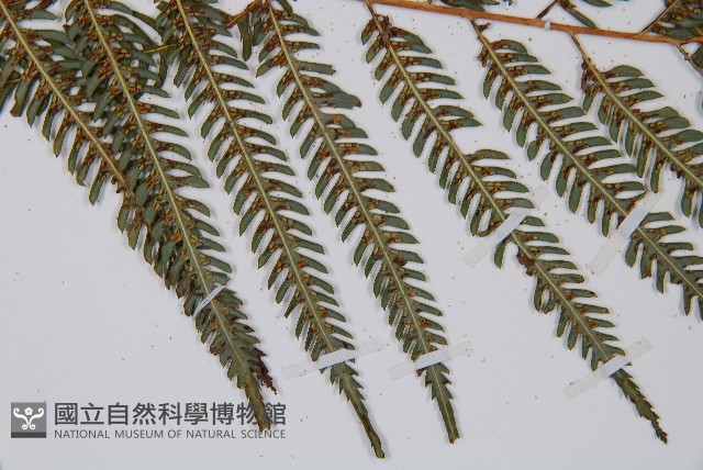 臺灣金狗毛蕨藏品圖，第5張