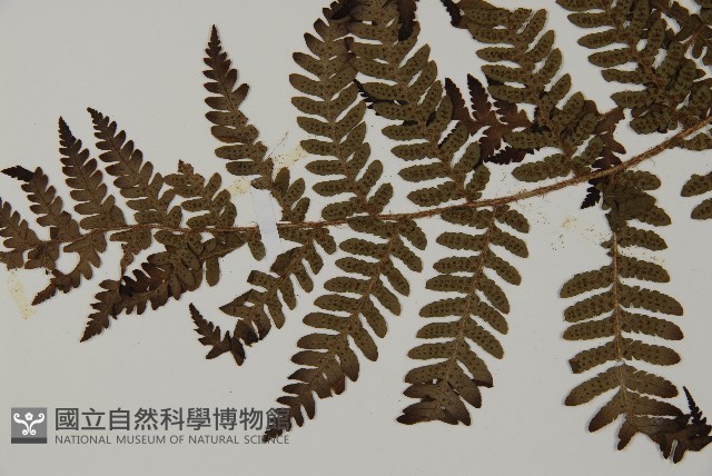 肋毛蕨藏品圖，第5張