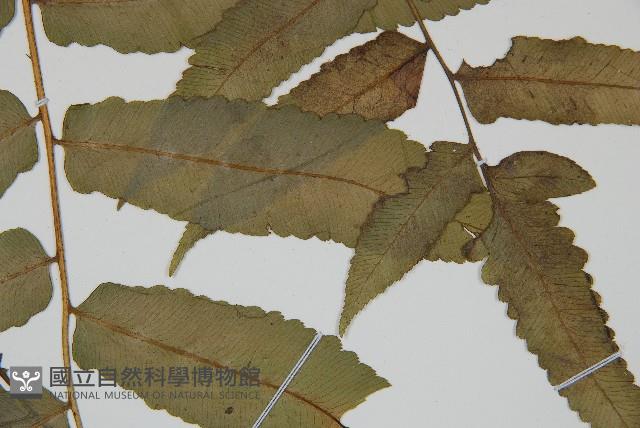 登錄號:P010044藏品圖，第5張