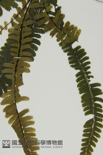 生芽鐵角蕨藏品圖，第5張