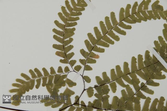 掌葉鐵線蕨藏品圖，第5張