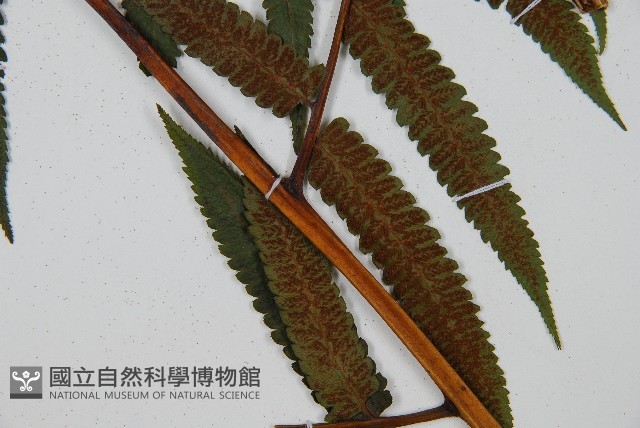 過溝菜蕨藏品圖，第4張