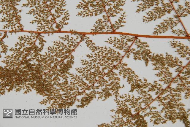 台灣小膜蓋蕨藏品圖，第4張