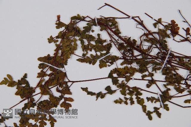 隱囊蕨藏品圖，第5張