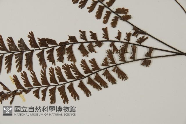 鞭葉鐵線蕨藏品圖，第5張