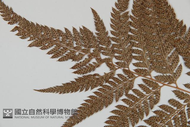 細葉複葉耳蕨藏品圖，第5張