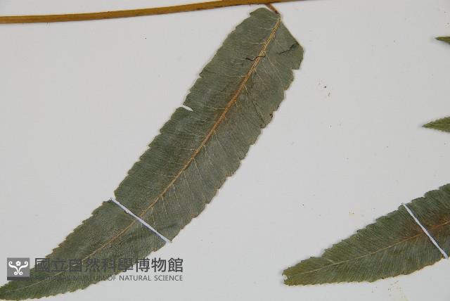 深山雙蓋蕨藏品圖，第5張