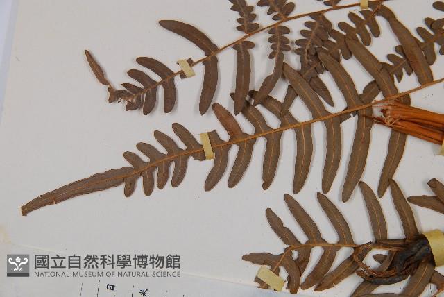 蕨藏品圖，第5張