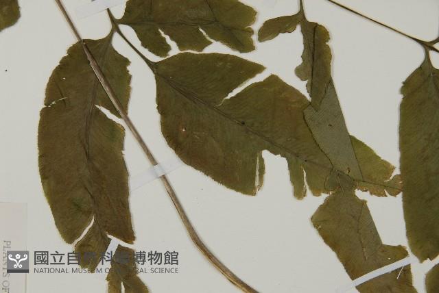 登錄號:P005644藏品圖，第5張