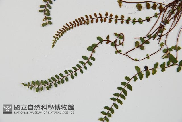 鐵角蕨藏品圖，第5張