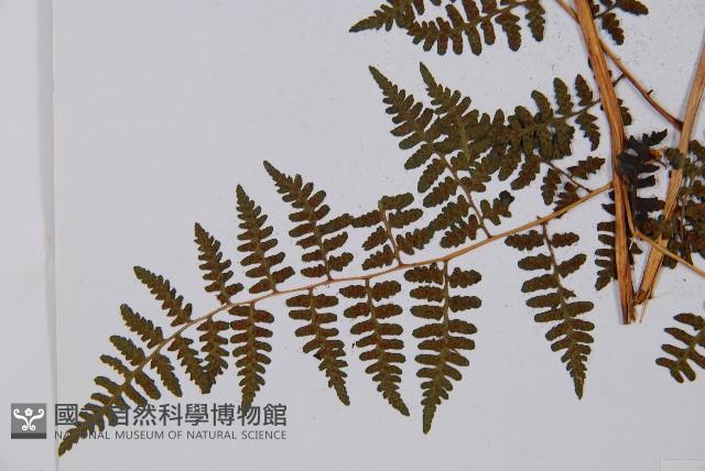 登錄號:P003644藏品圖，第5張