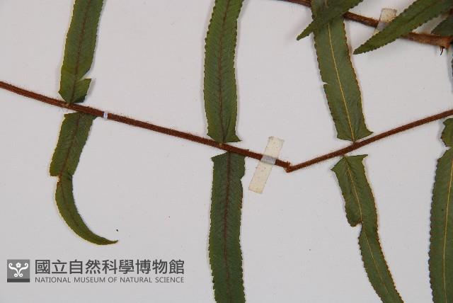 虎克氏鱗蓋蕨藏品圖，第5張