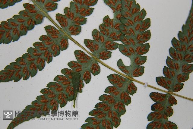 東洋蹄蓋蕨藏品圖，第5張