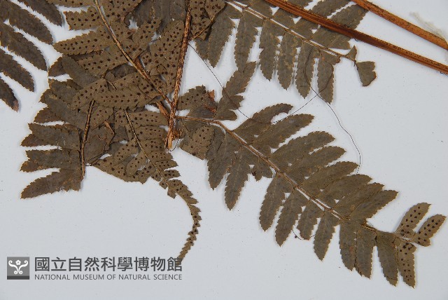 中華複葉耳蕨藏品圖，第5張
