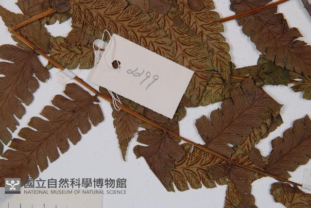 淡綠短腸蕨藏品圖，第4張