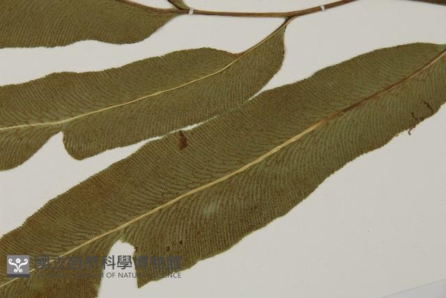 日本鳳丫蕨藏品圖，第8張