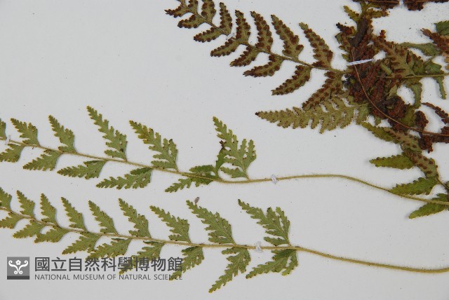 細毛碗蕨藏品圖，第5張