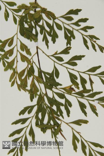 大黑柄鐵角蕨、黃鱗鐵角蕨、大羽鐵角蕨藏品圖，第4張