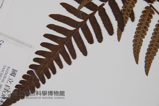 台灣黑桫欏藏品圖，第5張