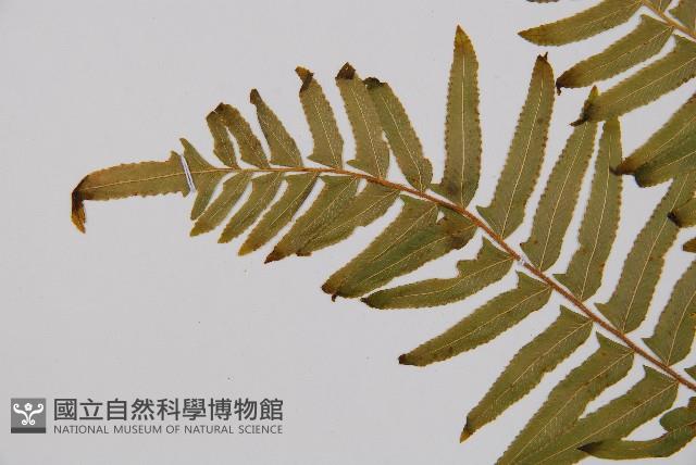 虎克氏鱗蓋蕨藏品圖，第5張