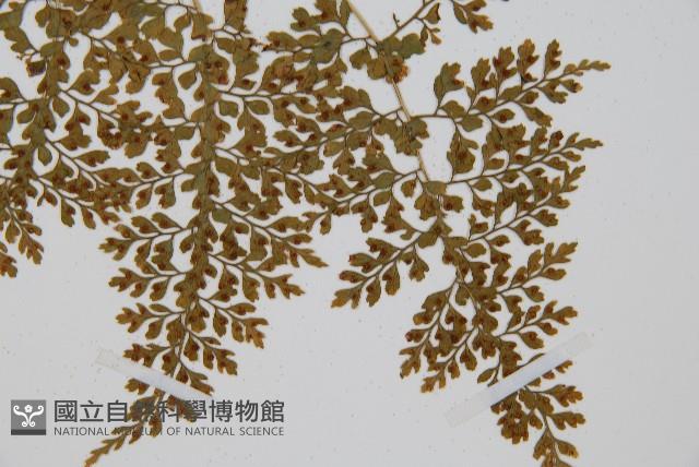 Accession Number:P003244 Collection Image, Figure 5, Total 5 Figures