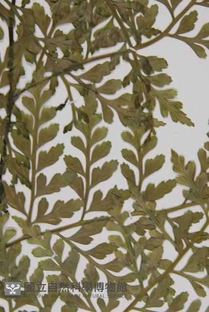 大鐵角蕨藏品圖，第5張