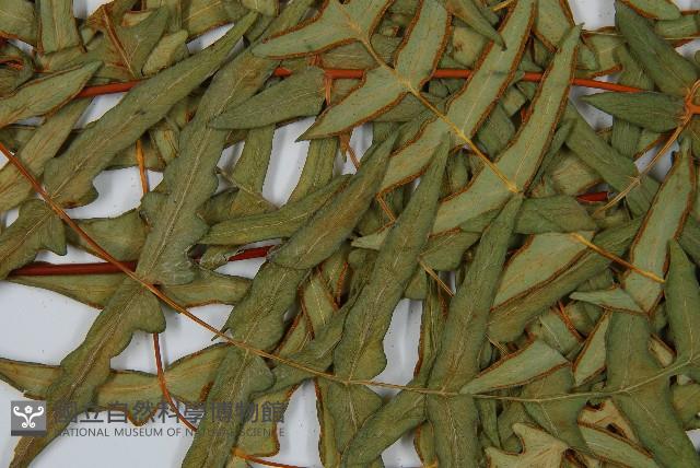 栗蕨藏品圖，第8張