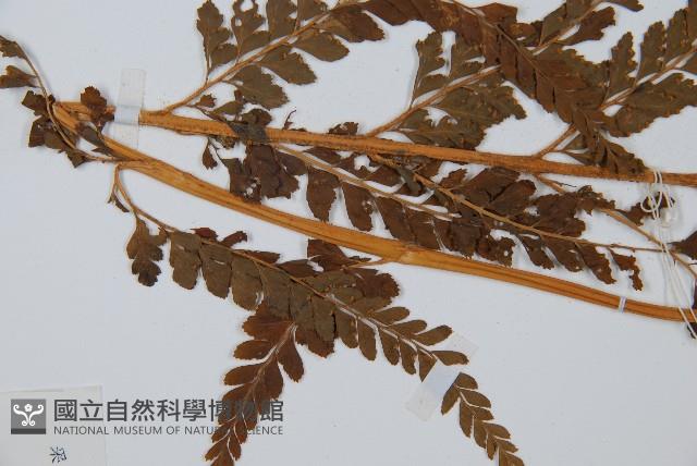 碗蕨藏品圖，第5張