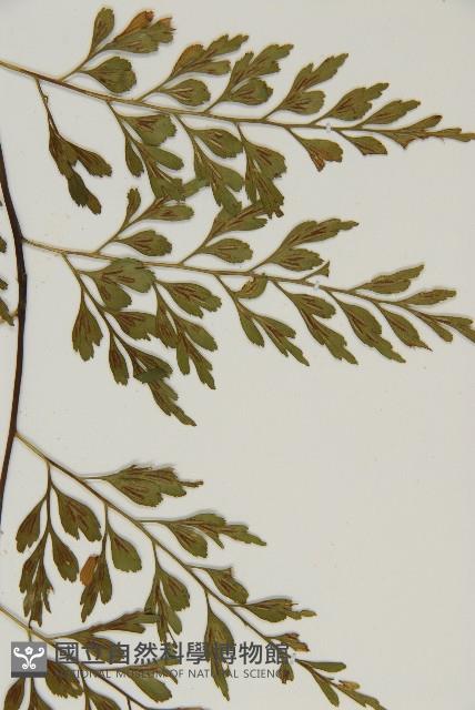 大黑柄鐵角蕨、黃鱗鐵角蕨、大羽鐵角蕨藏品圖，第5張