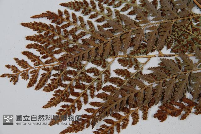 小葉複葉耳蕨藏品圖，第5張