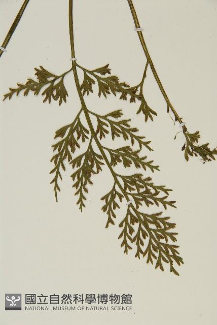 骨碎補鐵角蕨藏品圖，第5張