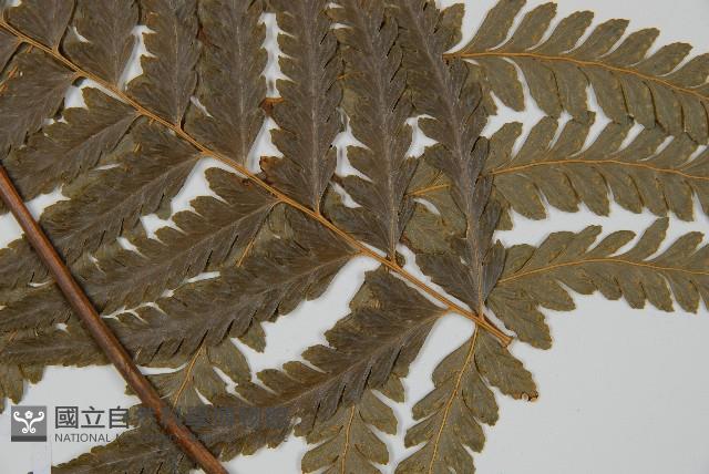 Accession Number:P011074 Collection Image, Figure 5, Total 5 Figures