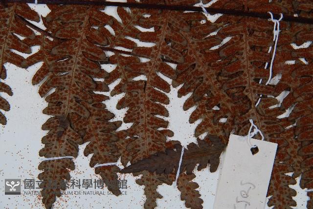 大葉黑桫欏藏品圖，第8張