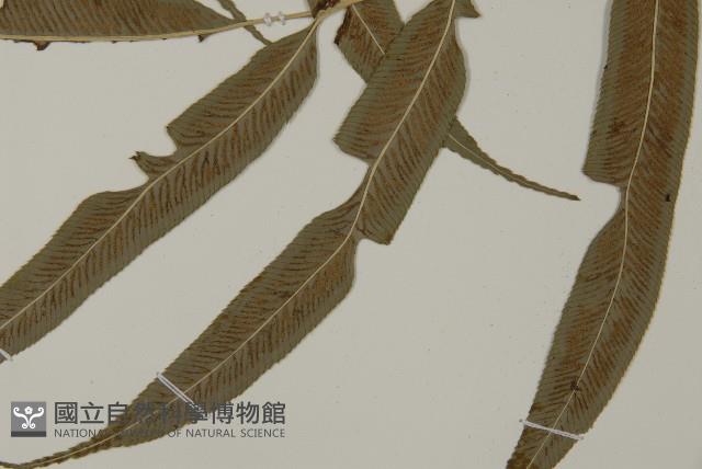 華鳳丫蕨藏品圖，第4張